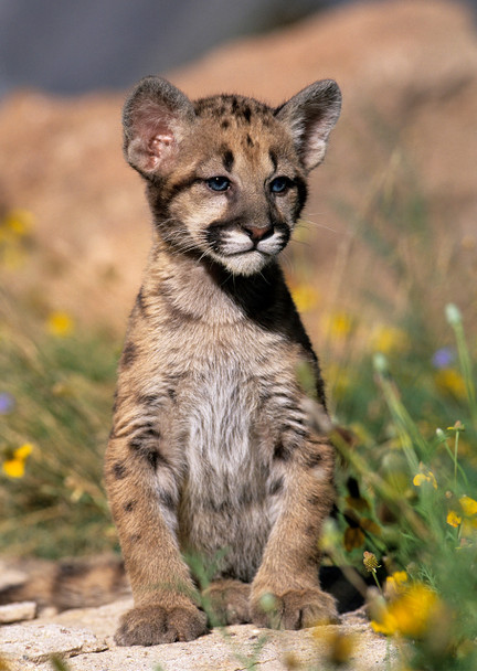 Cougar Cub - Postcard