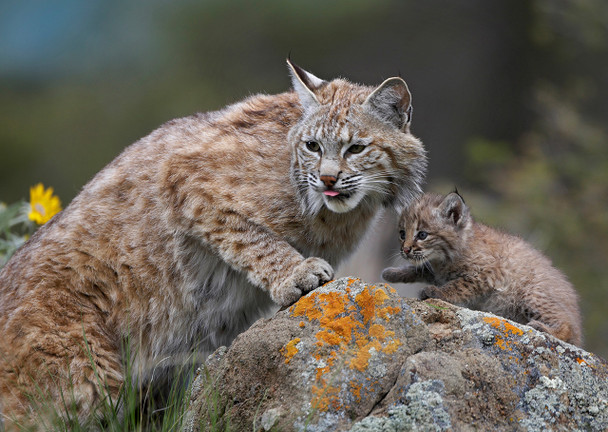 Bobcat with Kitten - Postcard