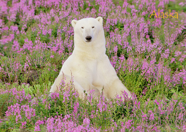 Bear Polar in Fireweed AK - Postcard