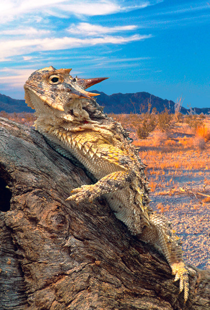 Lizard, Horned - Magnet