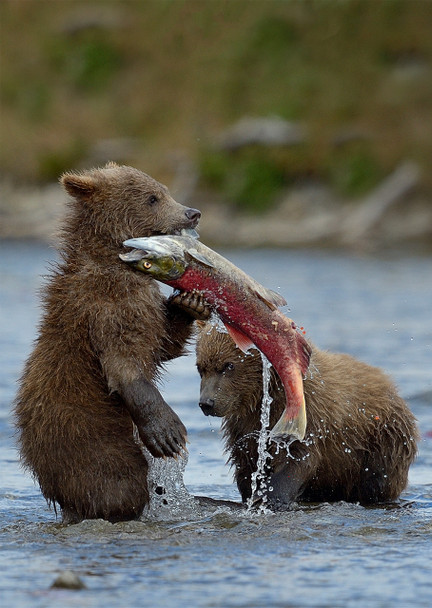 Bear Cubs catching Salmon - Postcard