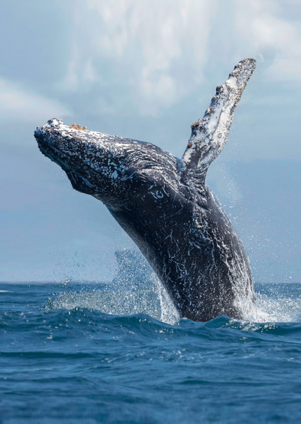 Whale Humpback breach 2 - Postcard