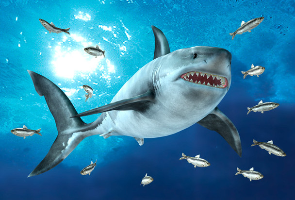 Shark White - Magnet