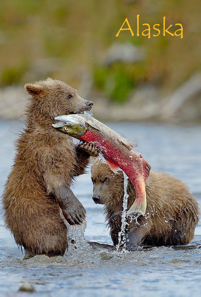Bear Cubs catching Salmon AK - Magnet