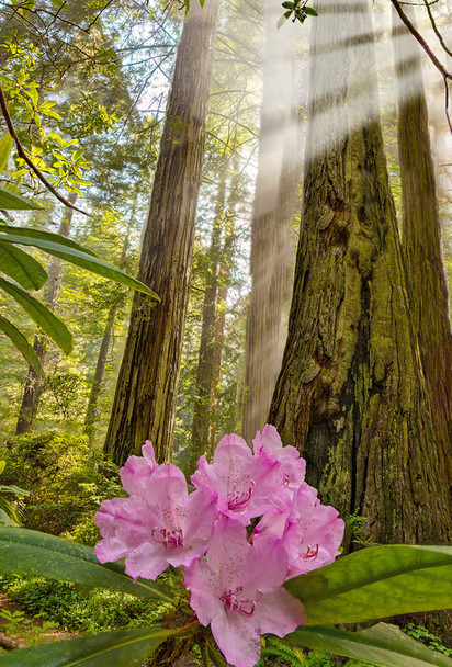 Redwood with Rhododendron - Magnet