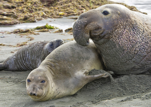 Elephant Seal - Postcard