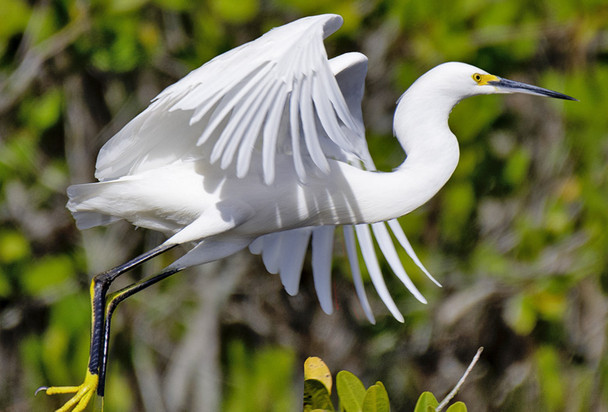 Egret Snowy - Magnet