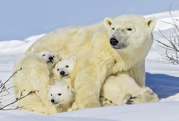 Bear, Polar mother and cubs - Magnet