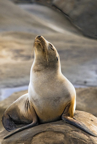 Sea Lion California 2 - Magnet