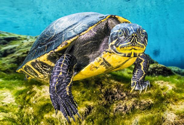 Turtle, River Cooter - Magnet