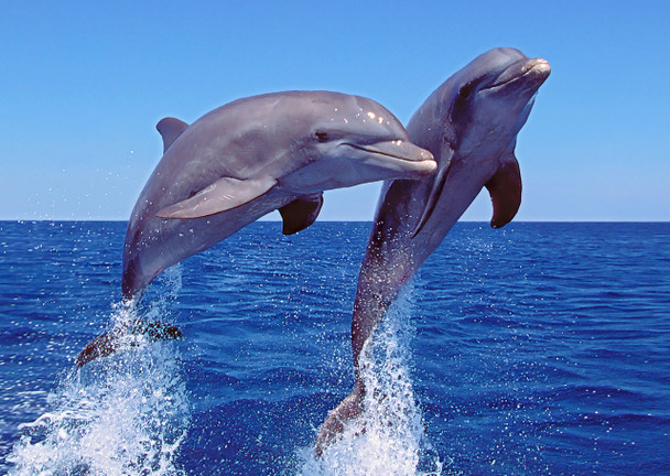 Dolphin jumping 2 - Postcard