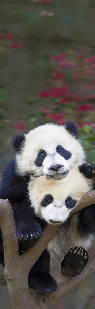 Panda cubs in tree - Bookmark