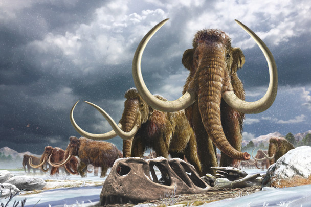 Mammoth herd  - Postcard