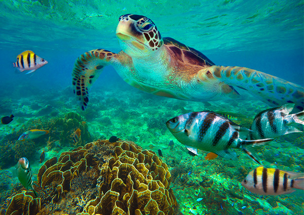 Green Turtle 2 - Postcard.