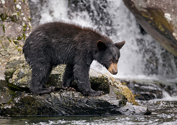 Bear Black fishing - Postcard