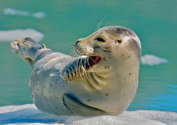 Seal Harbor 3 - Postcard