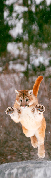 Cougar Bookmark