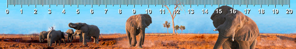 Elephants in Botswana Ruler(cm)