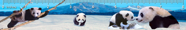 Pandas Ruler(in)