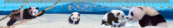 Pandas Ruler(cm)