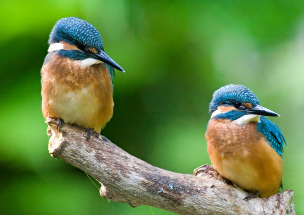 Kingfishers Postcard