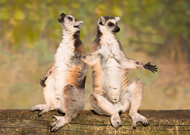 Lemur Ring-tailed Postcard