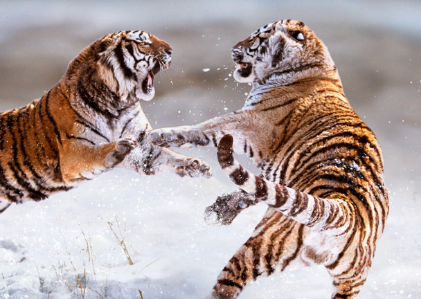 Tiger fighting Postcard