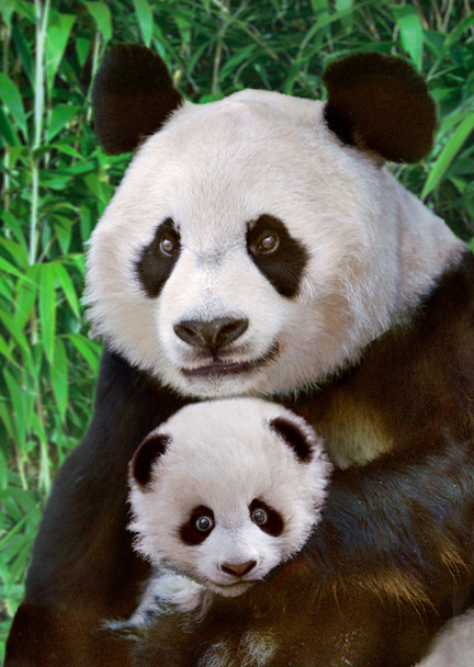 Panda mother with cub Postcard