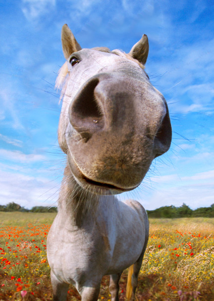 Horse Nose Postcard