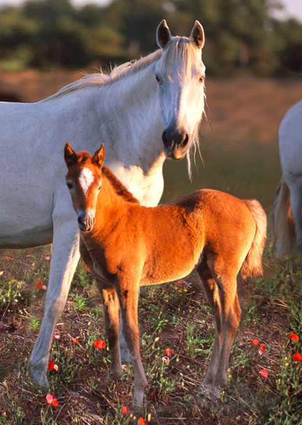 Horse and foal Postcard