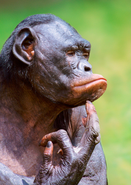 Chimp thinking Postcard