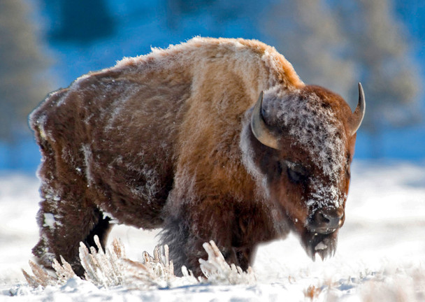 Bison in the snow - Postcard