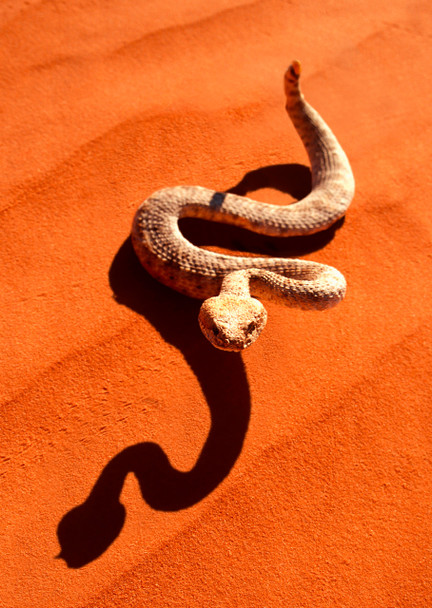 Snake, Sidewinder - Postcard