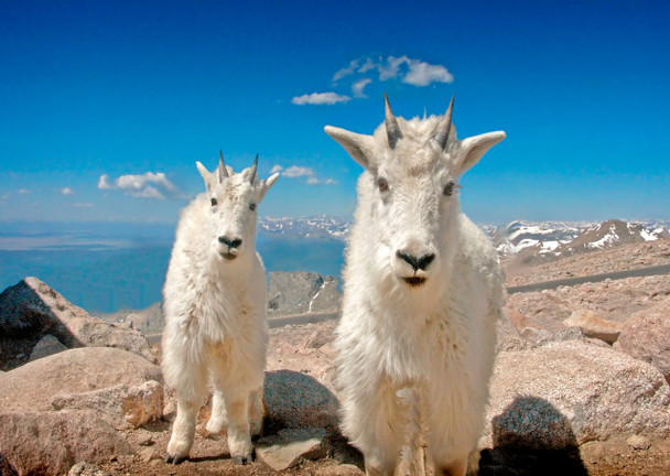 Goat, Mountain - Postcard