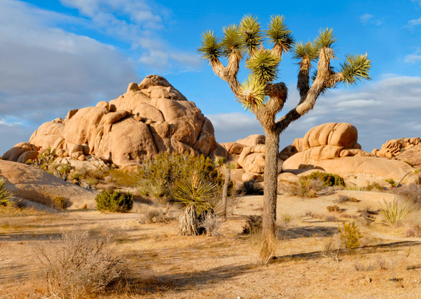 Joshua Tree - Postcard