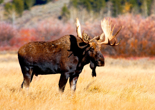 Moose Bull - Postcard