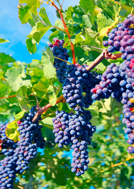 Grapes on the vine - Postcard