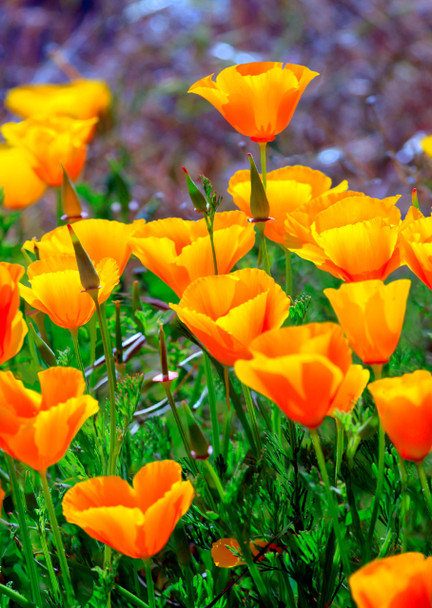 Poppies California - Postcard