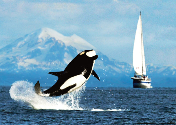 Whale Orca breaching - Postcard