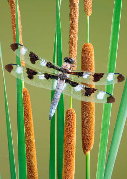 Dragonfly 12-Spotted Skimmer - Postcard