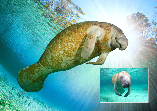 Manatee - Postcard