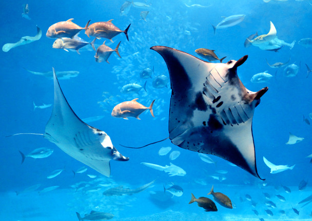 Manta Rays - Postcard