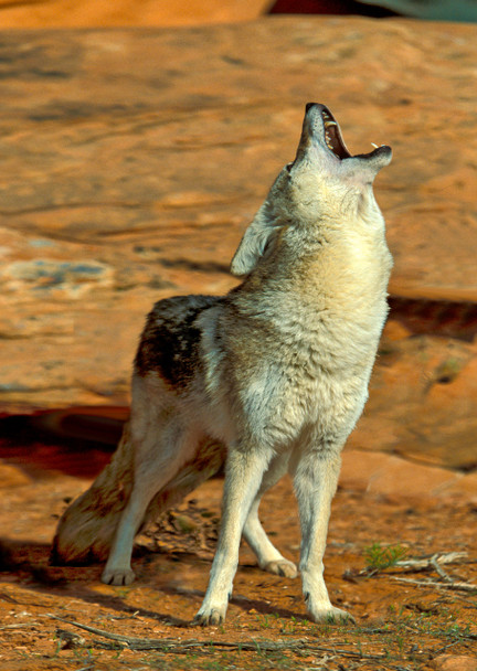 Coyote howling - Postcard