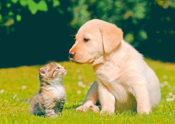 Dog, Puppy and Kitten - Postcard