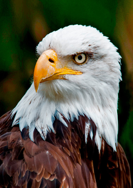 Eagle face - Postcard