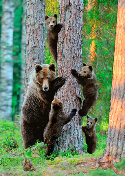 Bear, Grizzly family - Postcard