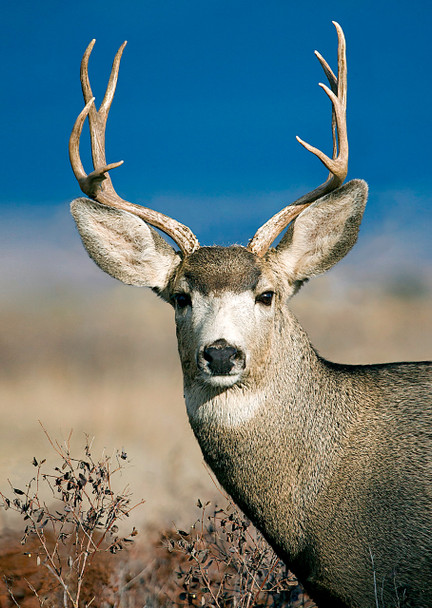 Deer Mule - Postcard