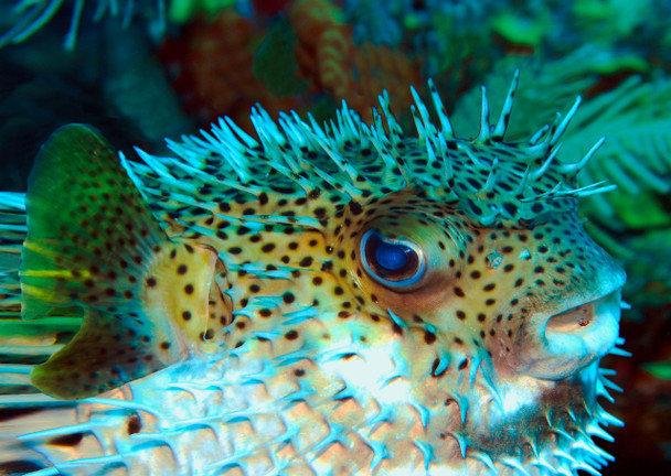 Pufferfish - Postcard