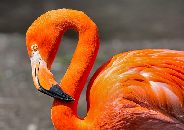 Flamingo - Postcard