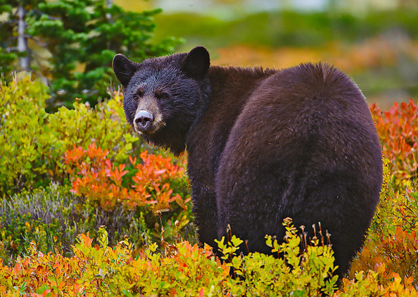 Bear, Black 2 - Postcard